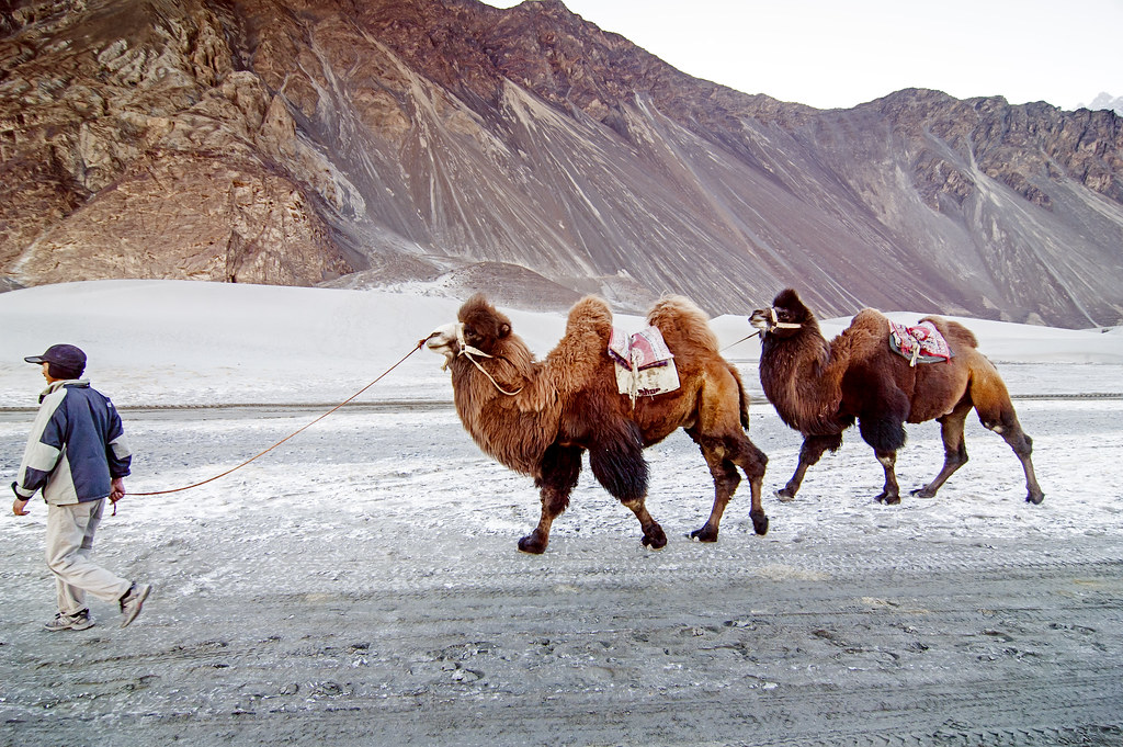 Nubra Valley